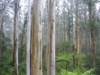 Eucalyptus Trees